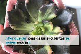 Perfecto para una valla de madera o un tocón viejo en algún lugar de su propiedad. Por Que Las Hojas De Las Suculentas Se Ponen Negras Jardin De Suculentas