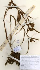 Image result for Commelina bracteosa