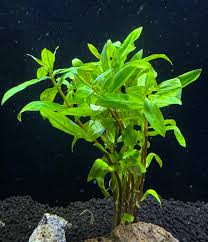 Image result for Nesaea