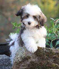 Havanese Breed Info Pictures Characteristics Hypoallergenic Yes Havanese Puppies Hypoallergenic Dog Breed Hypoallergenic Dogs Small