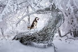 Das arbeitsblatt zum thema winterbilder tiere zeigt zehn verschiedene tierarten in der winterzeit. Fotos Siberian Husky Hund Natur Winter Schnee Baumstamm Ein Tier