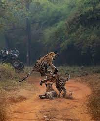 Tigers At Play India Mihir Mahajan Photography Animals Wild Wildlife Animals Beautiful Cats
