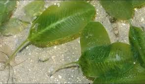 Image result for Halophila minor