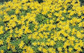 Image result for Chrysanthemoides