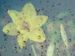 Why Do We Say April Showers Bring May Flowers