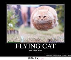 Funny Fat Cat Memes