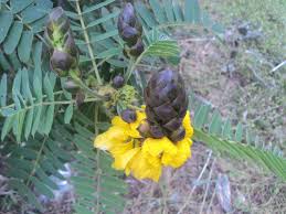 Image result for Senna didymobotrya