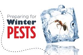 These pests also spread diseases, such as. Preparing For Winter Pests Cure All Pest Control