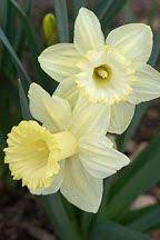 Narcissus Daffodil Photos And Pictures Daffodils Bonsai Flower Narcissus