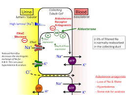 Potassium Sparing Diuretics Tusom Pharmwiki