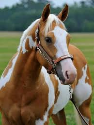 Image result for HORSE