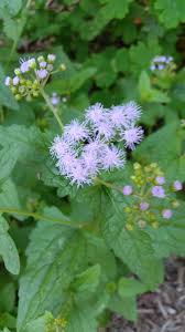 Image result for Cerastium octandrum