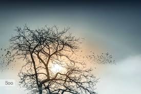 Dreamland Series Once Hayaller Vardi Sonra Kus Surusu Hayaller Kus Happy Sunday
