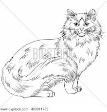 Various playful cats including cute and mandala cats to color. Standing Cat Breed Vector Photo Free Trial Bigstock