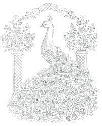 We did not find results for: Free Printable Peacock Coloring Pages For Kids Peacock Coloring Pages Peacock Coloring Pages For Adults Animal Coloring Pages