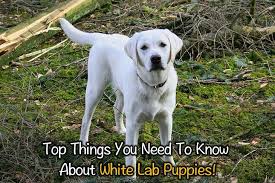 White lab puppy, white labrador retrievers, white lab puppies for sale in southern california, white lab puppies for sale. Top Things You Need To Know About White Lab Puppies Thinkofpuppy