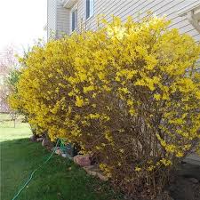 Forsythia Tree On The Tree Guide At Arborday Org In 2020 Growing Shrubs Fast Growing Shrubs Trees To Plant