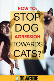 There are three degrees of food aggression: Pin On Dog Tips