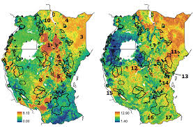 Image result for Acacia rovumae