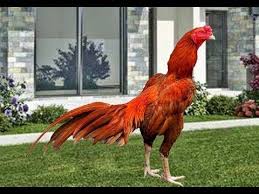 Ayam kurang gemuk biasanya di sebabkan karena cacingan dan kekurangan asupan gizi jadi supaya ayam gemuk hal yg perlu. Pukul Saraf Mematikan Ayam Bangkok Bahan Jawara Ayam Bangkok Bulu