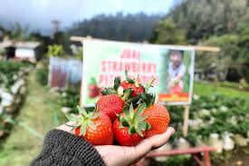 Harga tiket kebon jeruk aik bukak ntb. Harga Tiket Masuk Taman Strawberry Sukabumi Kadudampit Alamat Lokasi Wisata Stroberi Jejakpiknik Com