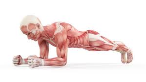 Gerakan push up ini sebenarnya hampir sama dengan classic push up, namun perbedaannya terletak pada saat mengangkat tubuh dengan tumpuan dibebankan pada tangan dan siku. Plank Vs Sit Up Mana Yang Lebih Baik Bagi Pendamba Perut Sixpack