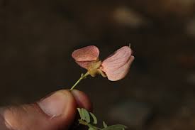 Image result for Ormocarpum kirkii