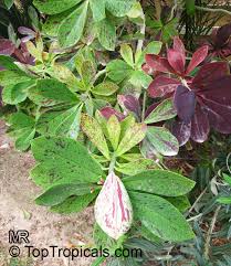 Image result for Synadenium cupulare