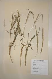 Image result for Stipularia africana