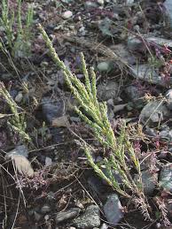 Image result for Suaeda plumosa