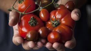 Seed was sown on january 14, 2015. Make 2018 The Year You Grow Great Tomatoes From Seed Here S How To Start