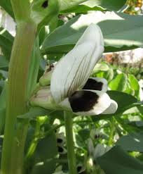 Image result for Vicia faba
