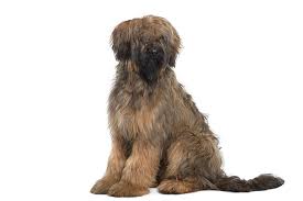 If you have short hair and you are looking for a new style, then why not think of braids. Briard Dog Breed Information