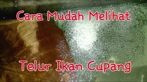 Kenali buih dan telur ikan laga. Cara Mudah Melihat Telur Ikan Cupang Youtube