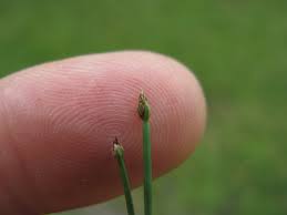 Image result for Eleocharis minuta