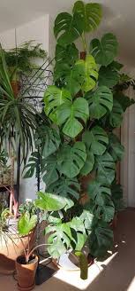 When top two inches of the soil feels slightly dry, this is the perfect time to water your philodendron with a good soak. Your Home Source For Everything Houseplant Houseplants Split Leaf Philodendron