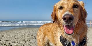 Find golden retriever puppies and breeders in your area and helpful golden retriever information. Golden Retriever Breeders Wisconsin Reviewed Breeder Review