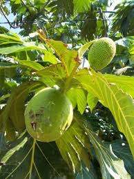 It was further spread to other tropical regions of the world dur. Discolored Breadfruit Leaves Reasons For Yellow Or Brown Breadfruit Leaves