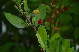Image result for Erythrococca kirkii