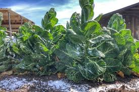 De is easiest to apply if it's in a shaker container of sorts. Simple Effective Diatomaceous Earth Garden Uses