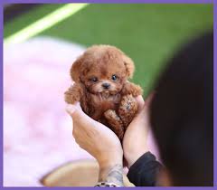 Miniature Toy Dogs Teacup Puppies Cute Frenchies Cute French Bulldog Puppies For Sale In 2020 Cute Baby Dogs Toy Dog Breeds Teacup Puppies For Sale