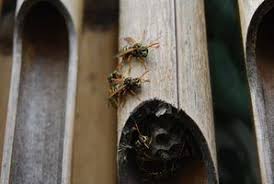 How To Repel Wasps From Wood Hunker Bees And Wasps Wasp Repellent Kill Carpenter Bees