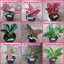 Bunga ini termasuk ke dalam jenis bunga hias yang mempunyai anggota jenis paling banyak. Paket 9 Warna Jenis Tanaman Hias Bunga Aglonema Cantik Shopee Indonesia