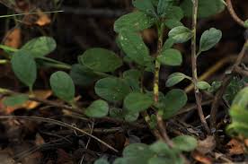 Image result for Euploca ovalifolia