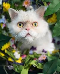 Meet Christopher!⁠ ⁠ This handsome, Selkirk Rex isn't just a looker with  his unique curls; he's a true conversationalist who loves to share his  thoughts! While he's happy to chat about his