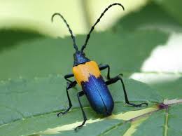 Black And Yellow Longhorn Beetle Uk This Beetle Is An Elderberry Borer Desmocerus Palliatus According To Bugguide Adults Feed On Pollen Found On Flo Longhorn Beetle Elderberry Borer Beetle