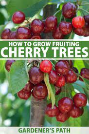 These fruits are perfect for fresh eating and will produce plenty of fruit each year. How To Grow And Care For Fruiting Cherry Trees Gardener S Path
