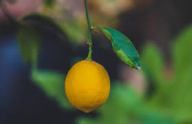 Citrus trees have relatively shallow, broad root systems. Lemon Trees 101 Types And How To Care For Them Fastgrowingtrees Com