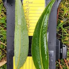 Image result for Eucalyptus cloeziana