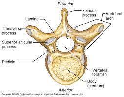 Thieme atlas of anatomy neck and internal organs 1st. Https Pdf4pro Com Cdn The Bones Pdf Class Videos 2ccf06 Pdf